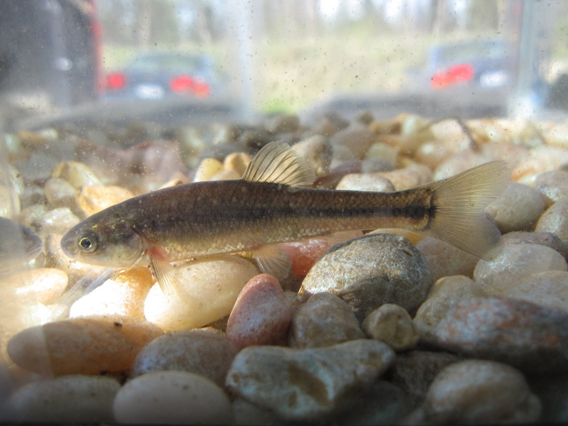 Minnow, Fathead Outdoors4life